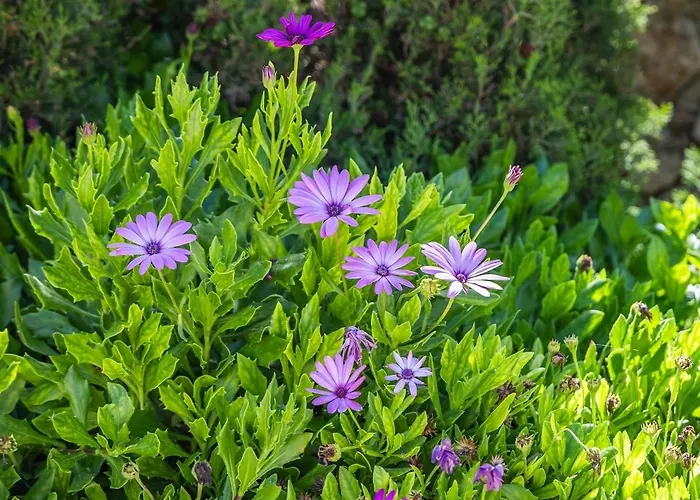 Lilla Bo - Ocean View Villa * San Lawrenz