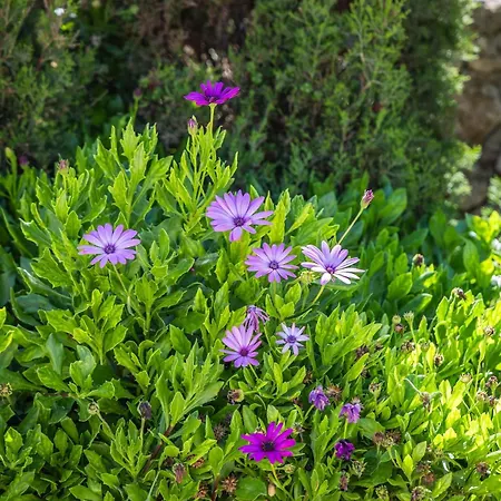 Ocean View House Getaway * San Lawrenz